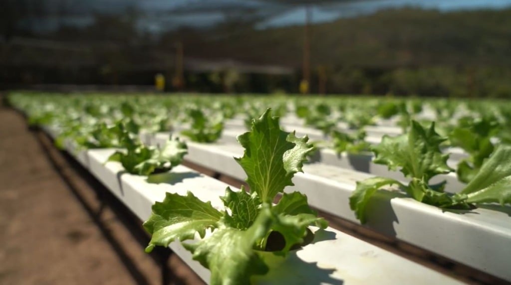 Sistema de hidroponia na plantação de alface em Mato Grosso