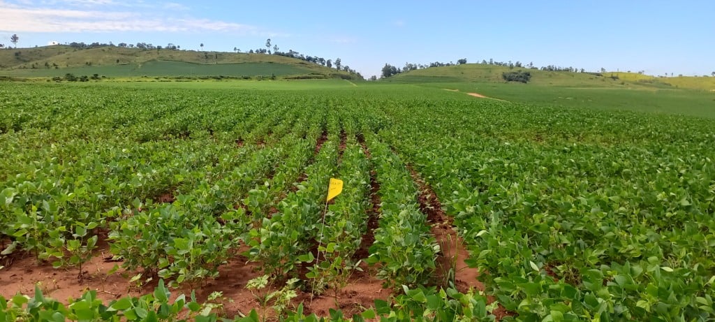 produtividade de soja