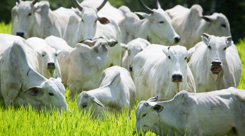 boiada gado bovino arroba do boi gordo carne bovina preços