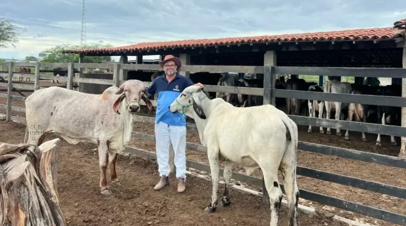 Higor Bezerra com seu rebanho em Angicos/RN