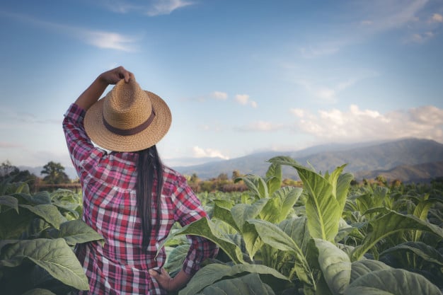 Secretaria de Agricultura de SP eleva limite de crédito para mulheres agricultoras