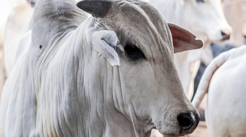 pará, boi, vaca louca - protocolo