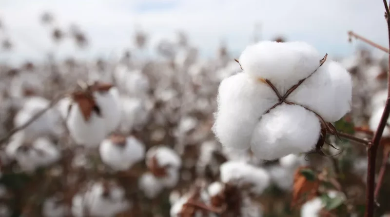 Algodão, Programa Brasileiro de Algodão Responsável, ABR, Oeste da Bahia, Bahia, cotonicultura