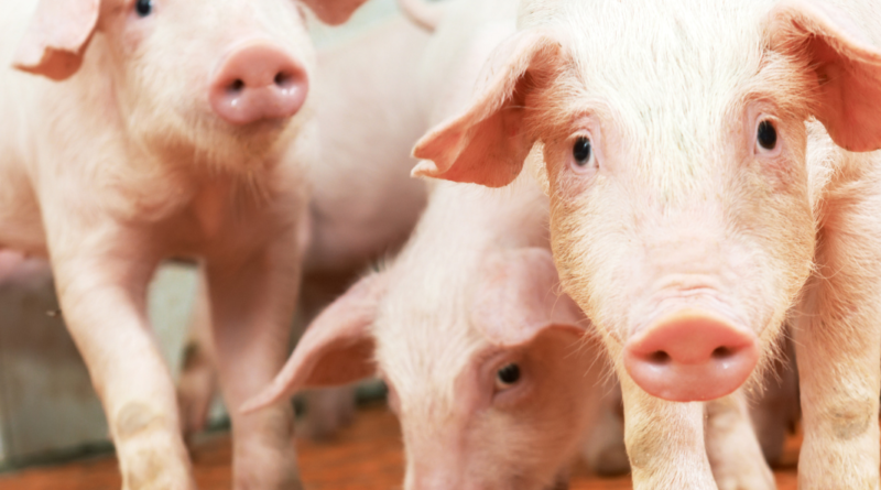 Preços do suíno caem em abril, mas seguem 20% acima do registrado em 2024