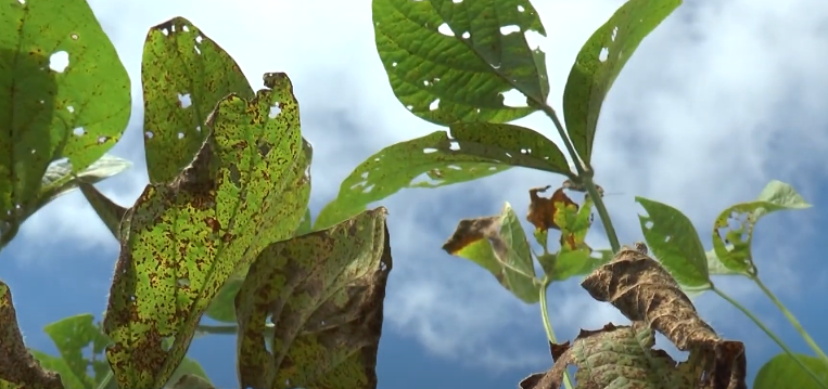 Foto: Ferrugem Asiática/Canal Rural