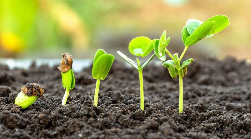 Adesão brasileira ao Tratado de Budapeste reduzirá custos com bioinsumos, diz setor