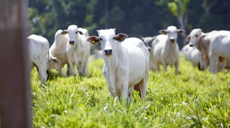 Nova regra do Ibama exige regularidade ambiental total da propriedade; entenda
