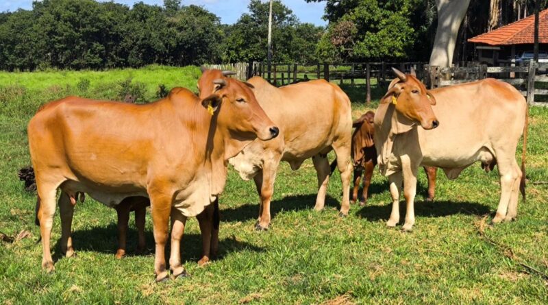 Embrapa lança calendário para orientar o produtor na estação de monta