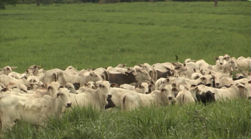 como a adubação otimiza o diferimento e o desempenho do gado