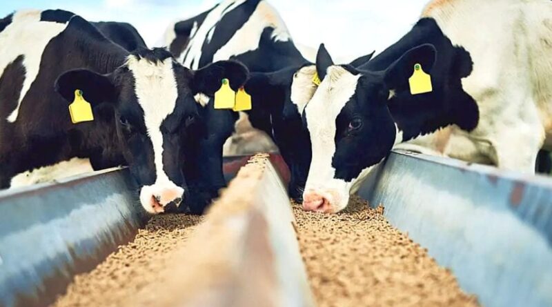 ração animal - mf magazine