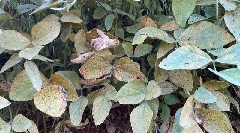 Consórcio Antiferrugem