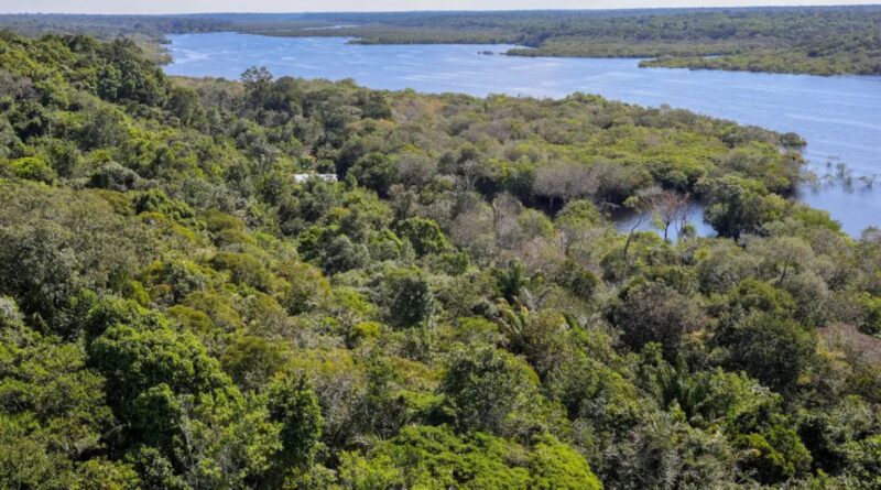 Com plano de US$ 125 bilhões, Brasil quer transformar floresta em ativo global