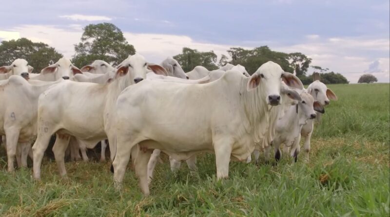 Cruzamento de touro canchim com vacas tabapuã pode ser eficiente para o pecuarista; confira