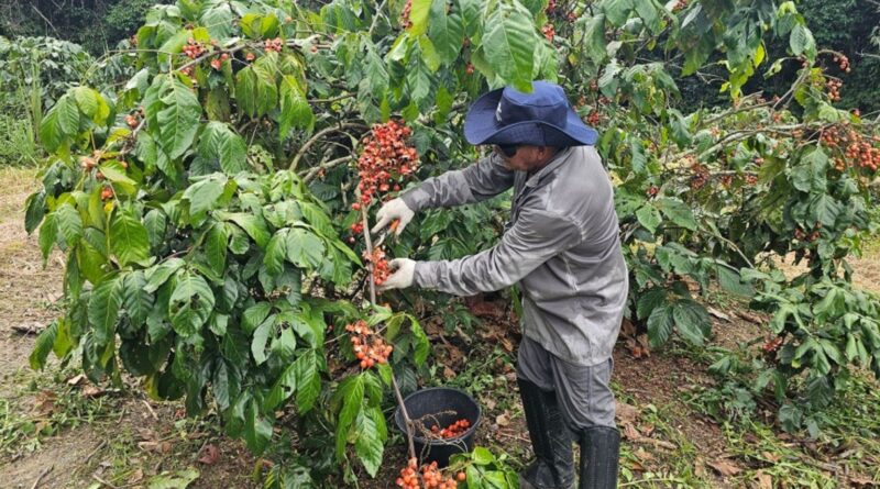 Safra de guaraná no Amazonas indica crescimento entre 20% e 30% em 2025