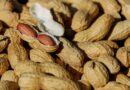 Amendoim brasileiro movimenta mais de R$ 18 bi e ganha força no mercado global