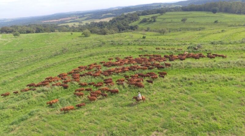 vale a pena substituir o bonsmara no tricross? Especialista responde